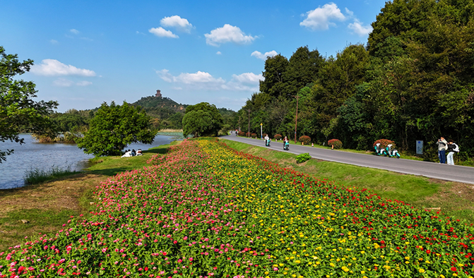 平天湖畔 花海盛放