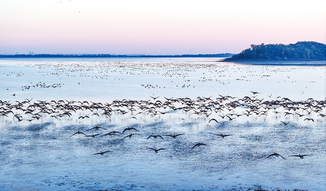 萬鳥翔集升金湖